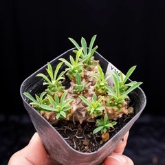 8cm Succulent Cactus Plant Euphorbia Gabizan（5-7 Heads）Cactaceae Beautiful Plant