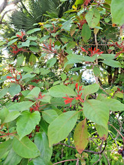 50+ Florida Native Firebush Seeds, Hamelia patens (Gathered 2026)