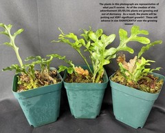 DRYNARIA BONII ‘dark form’ Rare Tropical Fern PLANT not Staghorn Platycerium