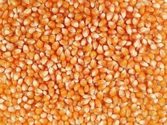 Yellow Popcorn Seeds (100 seeds) ORGANIC