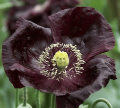 660 After Midnight Poppy Seeds – P. Somniferum –Dark Purple Breadseed Variety