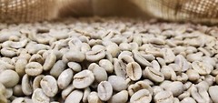 5 LB MEXICAN MEXICO HUATUSCO ALTURA GREEN UNROASTED COFFEE BEANS – ARABICA