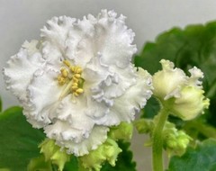 African Violet Plant EK Sugar Rose Starter
