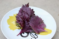 Purple Shiso Seeds, Perilla, Japanese Basil, Red Mint, NON-GMO, Variety Sizes