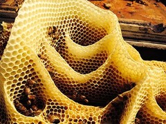 1 Gallon RAW Orange Blossom Honey Pure Natural, non-filtered, Fresh
