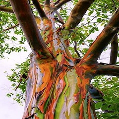 50 Rainbow Eucalyptus deglupta Tree Seeds Fast Tropical Indonesian Mindanao Gum