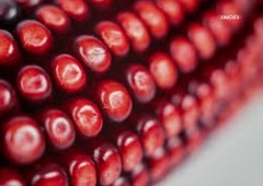 Altacomulco Conico Rojo Corn Seeds (1 lb) / MEXICAN HEIRLOOM / TORTILLAS / RARE
