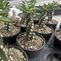 8CM Succulent Cactus Plant Euphorbia Royleana Spineless Euphorbiaceae Beautiful