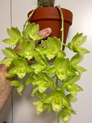 MSU Orchid Fertilizer set 13-3-15 Greencare Plant Food with Scoop 0.5 lb
