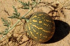 Colocynth Bitter Apple 15- 300 SEEDS Citrullus Bitter Cucumber Vine of Sodom Oil