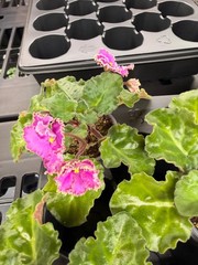 African Violet Plant Optimara Everglory Standard Big Starter Prolific Bloomer!