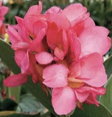 Canna Pink Lily Princess Pink Hawaiian Lot Of (3)Rhizomes Bright Pink Flower