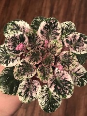 African Violet Watermelon Snow (Standard)