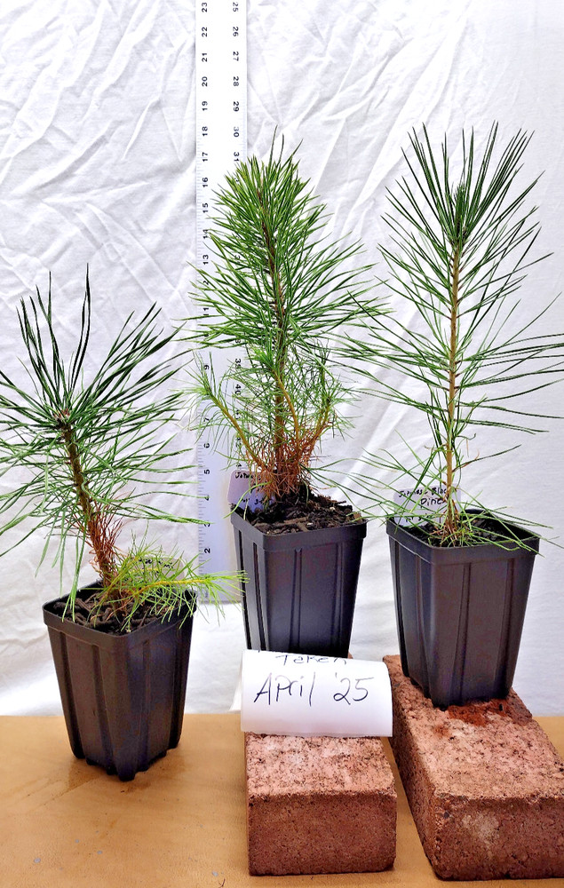 Japanese Black Pine 1 year old tree in nursery pot. Pinus thunbergii. Thunbergia