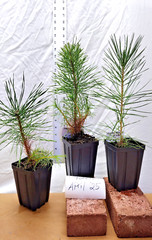 Japanese Black Pine 1 year old tree in nursery pot. Pinus thunbergii. Thunbergia