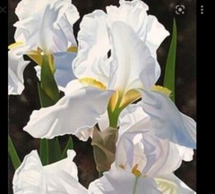 15 Iris Fresh Bearded Iris Rhizomes Mixed Varieties