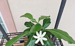 Hardy Gardenia “Nanu” small plant as shown