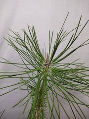 Japanese Black Pine 1 year old tree in nursery pot. Pinus thunbergii. Thunbergia