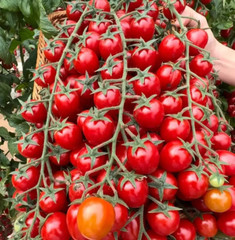 100+ WATERFALL TOMATOES SEEDS – SWEET – HIGH YIELD – HEIRLOOM – ORGANIC — RARE