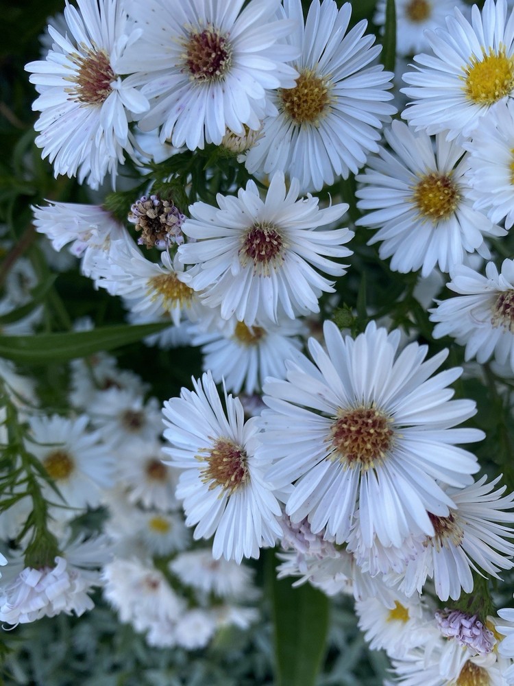 5 Bare Root Fall Aster Perennial White/ Yellow Freshly Dug For Immediately Plant