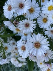 5 Bare Root Fall Aster Perennial White/ Yellow Freshly Dug For Immediately Plant