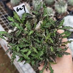 8CM Succulent Cactus Plant Euphorbia Cylindrifolia Cristata Cactaceae Beautiful