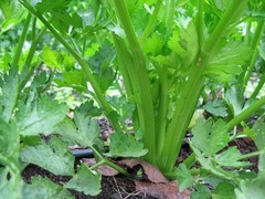 Tendercrisp Celery Seeds, NON-GMO, American Green, Stringless, FREE SHIPPING