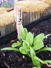 Seeds,Emergency,Survival Non-GMO,Organic,Heirloom 80 Pkgs 40 DifferentVarieties