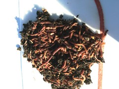 NaturesGoodGuys Live Red Worms 600 Adults – Red Wigglers
