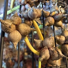 15 Egyptians Walking Onions Winter Perennial Tree Onion Bulbils Seeds