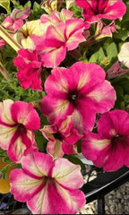 Petunia “Shake Raspberry” Live Annual Starter Plants/Plugs, 10 “baby” Plants