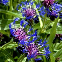 20 MOUNTAIN BLUE CORNFLOWER SEEDS PERENNIAL Centaurea montana Cold Hardy Plant