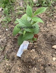 Blackberry Seeds Homegrown Edible Garden Berry Bush Organic Fruit NonGMO TX USA