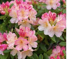 Percy Wiseman Rhododendron~Well Rooted Starter Plant