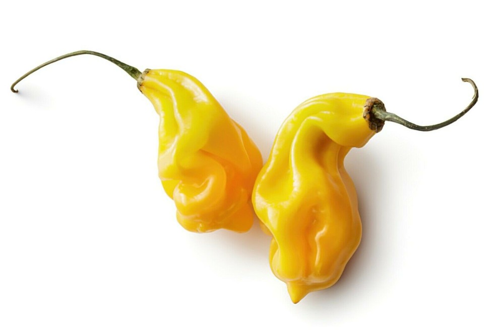 20 MADAME JEANETTE HABANERO CHILLI SEEDS 100% GUARANTEED SEEDS