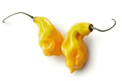 20 MADAME JEANETTE HABANERO CHILLI SEEDS 100% GUARANTEED SEEDS