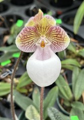 PINK PARVI WHITE POUCH VIETNAM PAPH ORCHID SPECIES micranthum eburneum 3″ pot