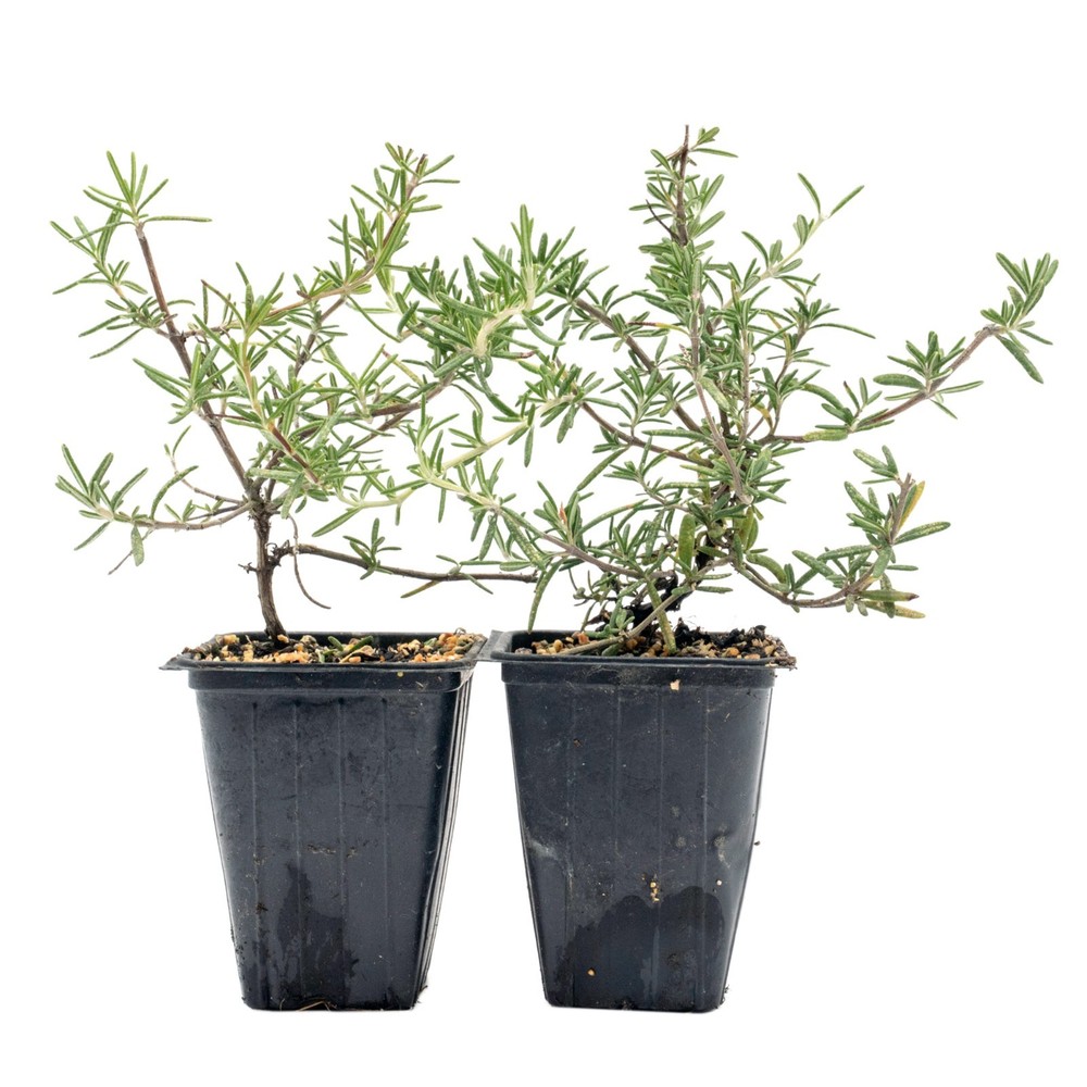 Huntington Carpet Rosemary in 3.5″ Nursery Cubes, Rosmarinus officinalis Plant
