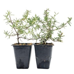 Huntington Carpet Rosemary in 3.5″ Nursery Cubes, Rosmarinus officinalis Plant