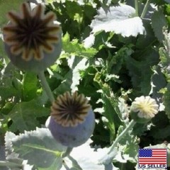 20,000 Untreated, Organic Turkish Papever Somniferum Poppy Seeds For Planting