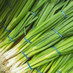 Evergreen White Bunching Onion Seeds, Scallions, NON-GMO, Heirlom, FREE SHIPPING