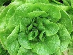 600+ Butter Crunch Lettuce Seeds- Open Pollinated-NON GMO-Organic