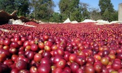 100% JAMAICAN BLUE MOUNTAIN COFFEE BEANS MEDIUM ROASTED 5 POUNDS IN 1 POUND BAGS