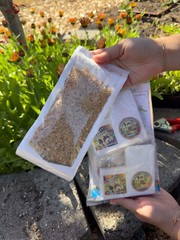 Green Lacewing Eggs in Rice Hulls – 2,500 Count – Aphid Exterminator