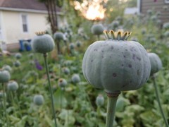RARE-Genuine Afghan Galania Poppy Seeds – 2000 Count (Cold Stratified/US Seller)