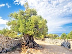 10 CANINO OLIVE TREE SEEDS (Olea europaea) European Common Edible Fruit Plant