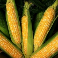 500+ Peaches and Cream Sweet Corn Seeds – Organic – Heirloom – Non Gmo — FRESH
