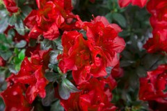 ~~ENCORE AUTUMN FIRE~~Azalea Deciduous Well Rooted Starter Plant~~DEEPEST RED!