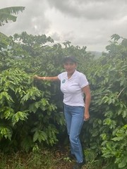 100 % Jamaican Blue Mountain Coffee Beans Medium Roasted 10 Pounds in 1 LBS Bags