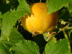 Lemon Cucumber Seeds 50+ Vegetable Garden Heirloom NON-GMO USA FREE SHIPPING